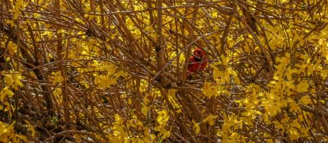Cardinal